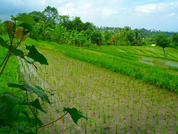 ricefield with a view