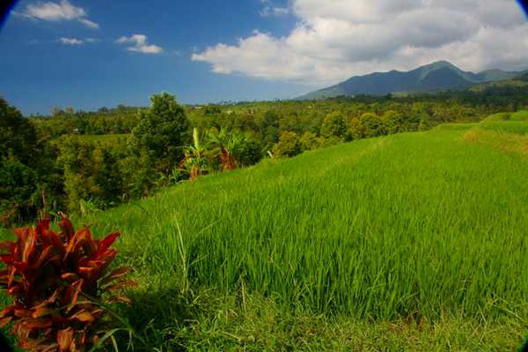 view from ricefields to the shore