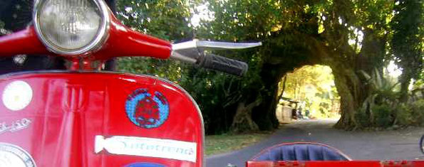 Vespa in front of a "tree-bridge"