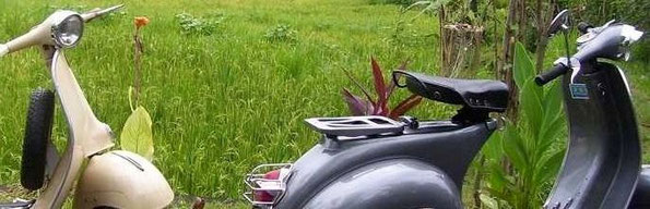 Two Vespas in front of ricefields