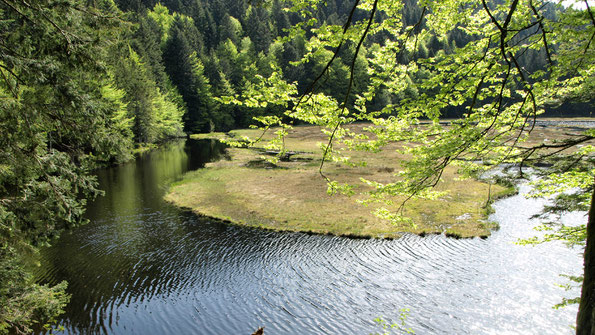 La tourbière de Lispach