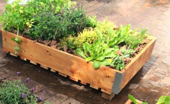 Celery, perennial pink basil, lemon thyme, green in snow mustard, sage and dill