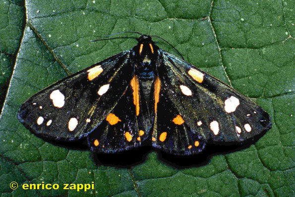 Callimorpha dominula ssp persona (Hübner, [1810]