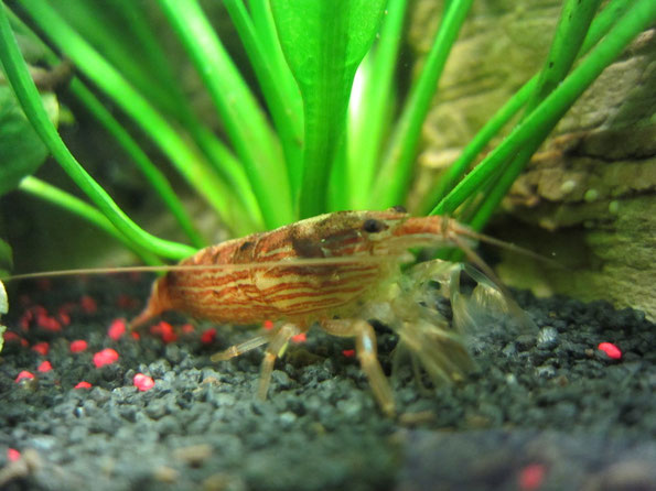 Nano-Aquarium 1 (30l)