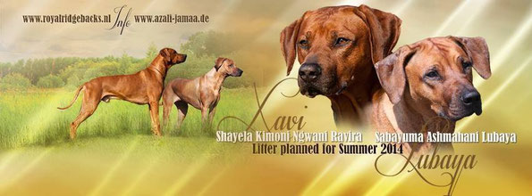 Rhodesian Ridgeback Wurfplanung Sommer 2014