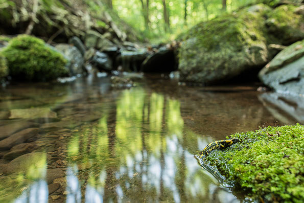 Jungtier verlässt Lebensraum Wasser