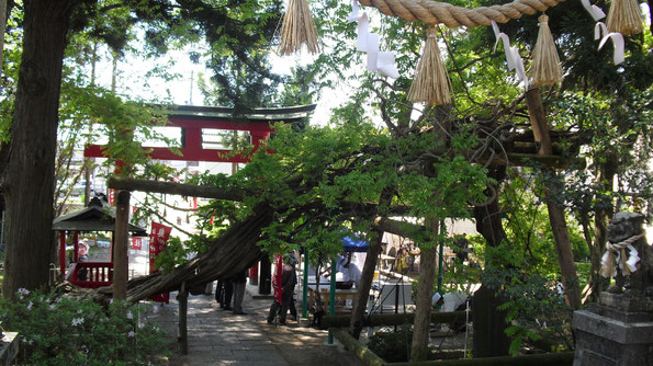 "Jafuji" - draconic Japanese wisteria