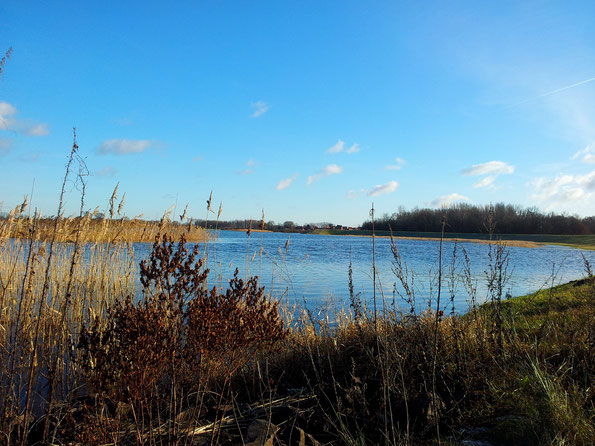Ufer der Elbauen in der Altmark