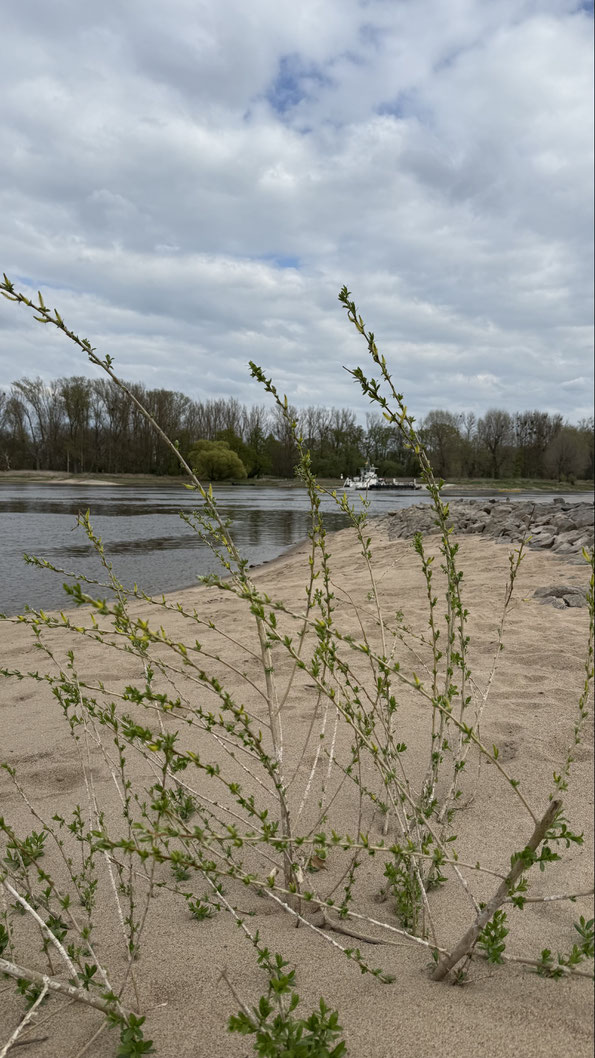 Ufer der Elbauen in der Altmark