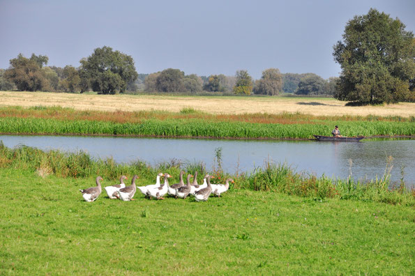 Angeln vom Kanu aus in der Elbe