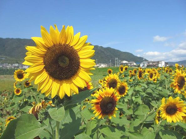 香川県仲多度郡まんのう町　ひまわり畑