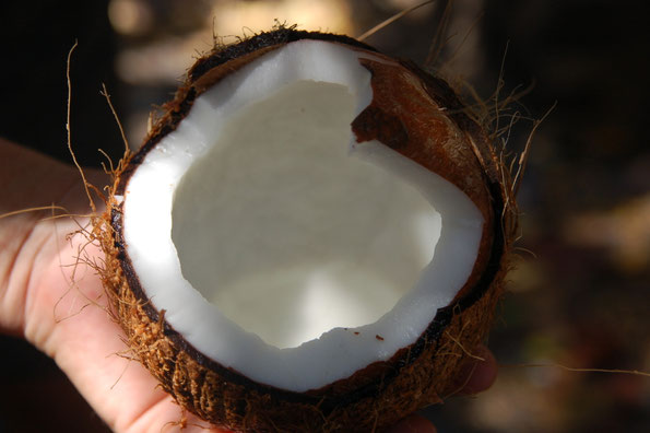 "COCO DE MER" fanden wir ab der Karibik beinah auf allen Inseln. Die Milch wie auch das Fleisch schmecken gekühlt noch besser.. Gut sind die Nüsse nur, wenn noch Wasser hörbar herum schwappt.