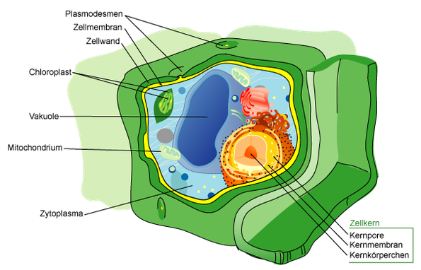 Pflanzliche Zelle (Q: Wikipedia)
