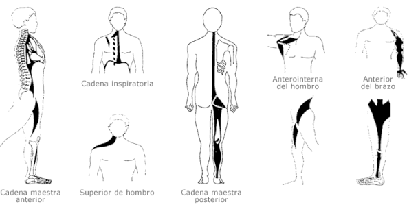 cadenas musculares rodilla estiramientos globales p 225 gina web de saludactiva cadenas musculares rodilla estiramientos globales p 225 gina web de saludactiva