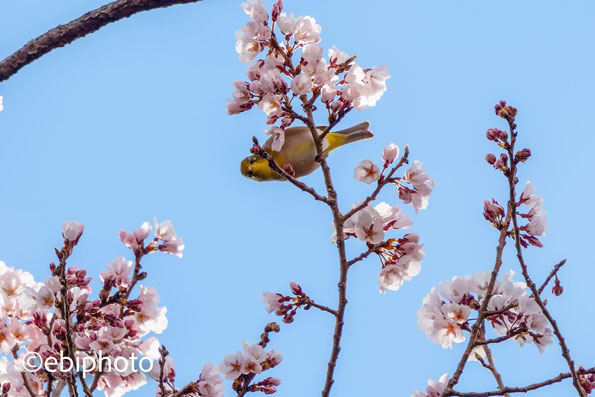 桜とメジロ