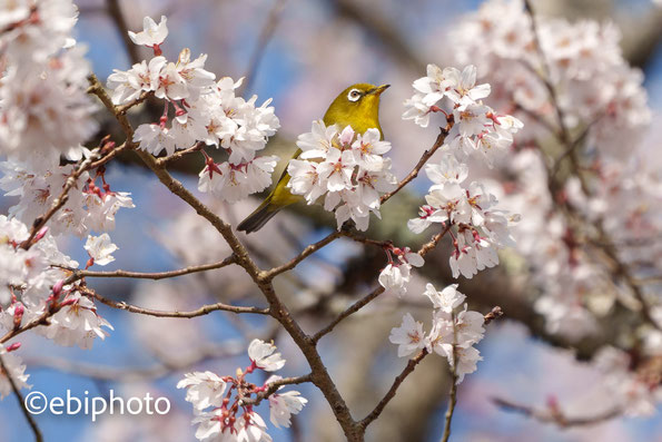 桜とメジロ