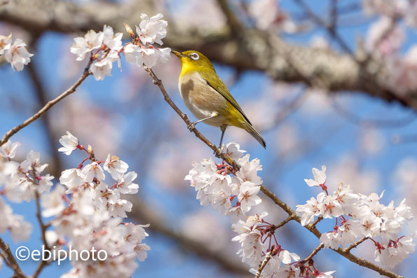 桜とメジロ