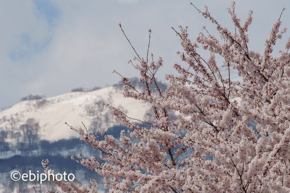 桜と雪山