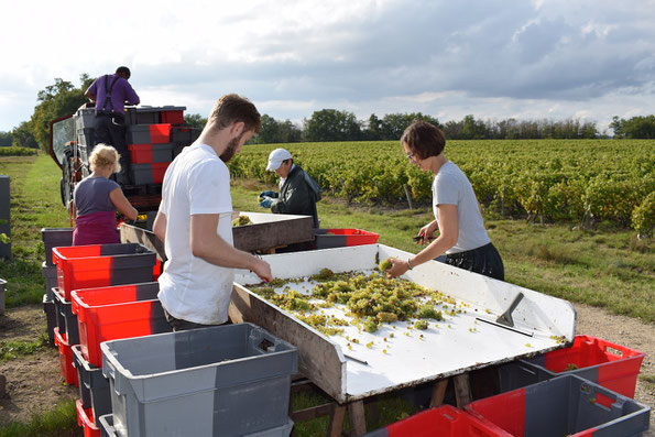 participate-hand-harvest-workshop-vineyard-Loire-Valley-Vouvray-Amboise-Tours-discover-winemaker-work-local-winery-Rendez-Vous-dans-les-Vignes