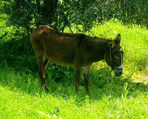 Griechischer Hausesel Lichada