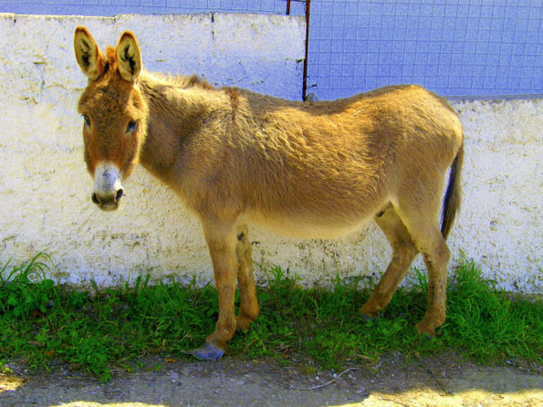 Griechischer Hausesel