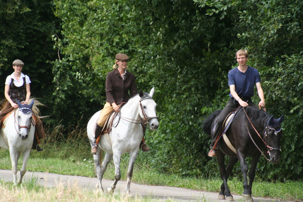 Die 7jährige Lipizzanerstute geht im Einreitprozeß mittig zwischen den Führpferden