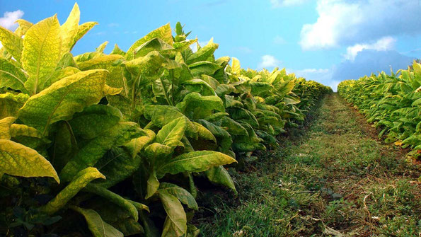 Plants de tabac génétiquement modifiés