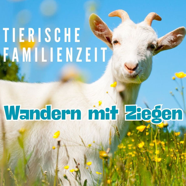 Zingst Familien Freizeit Ferien Ostseeurlaub Ziegenwanderung Aktivitäten