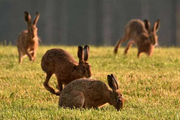 Früher sprach manch Berghäuser Landwirt bei mehr als drei Hasen auf seiner Wiese von „Hasenplage“. 