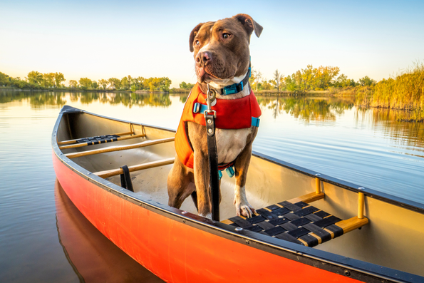 Falls der Hund am Wasser nicht zu aufgeregt ist, ist eine gemeinsame Bootsfahrt ein wunderschönes Mikroabenteuer. © Ralph Katieb auf Unsplash