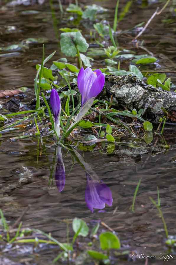 Fra i fiori che annunciano l'avvento della primavera ci sono sicuramente i crochi che, in questo momento di tiepide temperature, fioriscono in un disgelo frenetico che li fa specchiare moltiplicandone la bellezza.