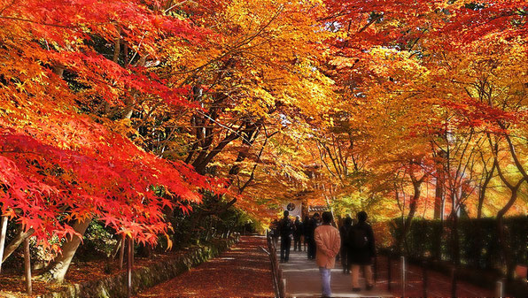 Great season in Japan is autumn. Agree? Source: wikipedia