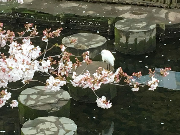 大岡川の桜と白鷺