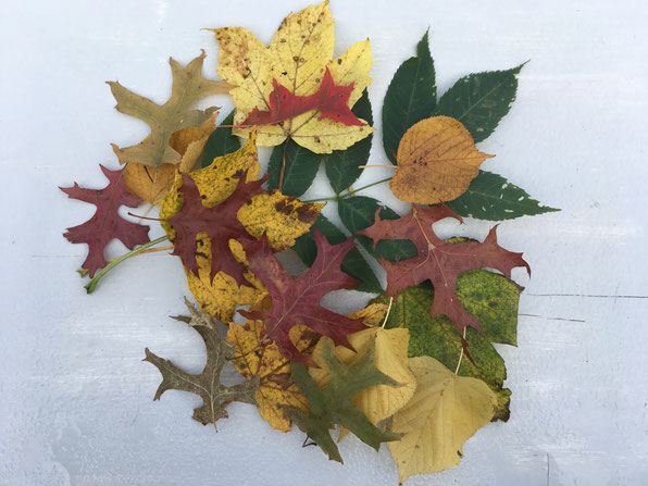 Herbstlaub