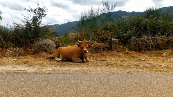 Eine Kuh am Rande einer Landstraße in Nordportugal