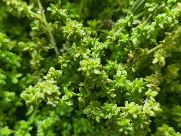 Kräuterwanderung Kräutertour durch Bottrop - Ruhrgebiet - NRW mit Wildkräuterexpertin Nicole - HappyHeppert - Hiking, Herbs & Happy Moments
