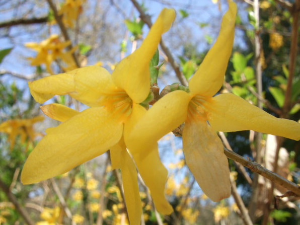 Forsytia