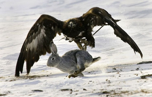 Halcon cazando naturaleza majestuoso