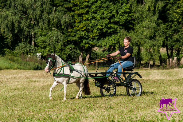 Kutschenführerschein, Fahrabzeichen, Fahrbpony, Sieltec