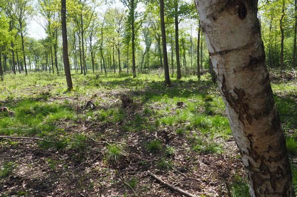 Nachschauen im Frühjahr 2018 unsere Baumblümchen  auf Rügen sind grün geworden also angewachsen