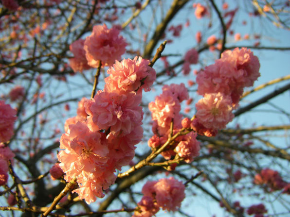 Blossoms in the pony paddock.