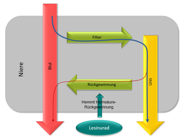 Grafik Nierenfunktion mit Zurampic / Lesinurad