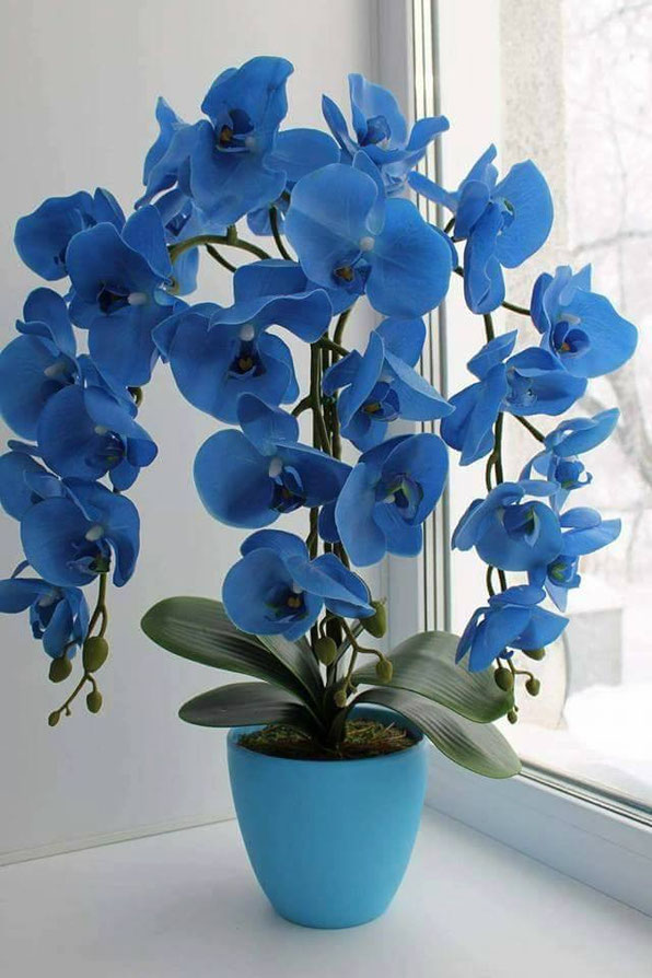 Orquidea