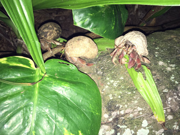 hermit crabs, night crabs, hermit crabs eating,