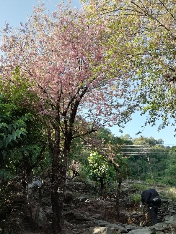 ヒマラヤザクラ