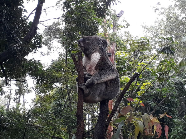 Koala Lone Pine Sanctuary Brisbane Queensland Australia