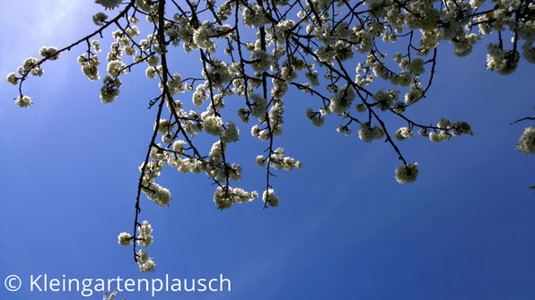 Vom Baum über Kopf hängende Kirschblütenzweige