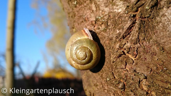 Goldfarbene Schnecke kriecht am Baum hoch