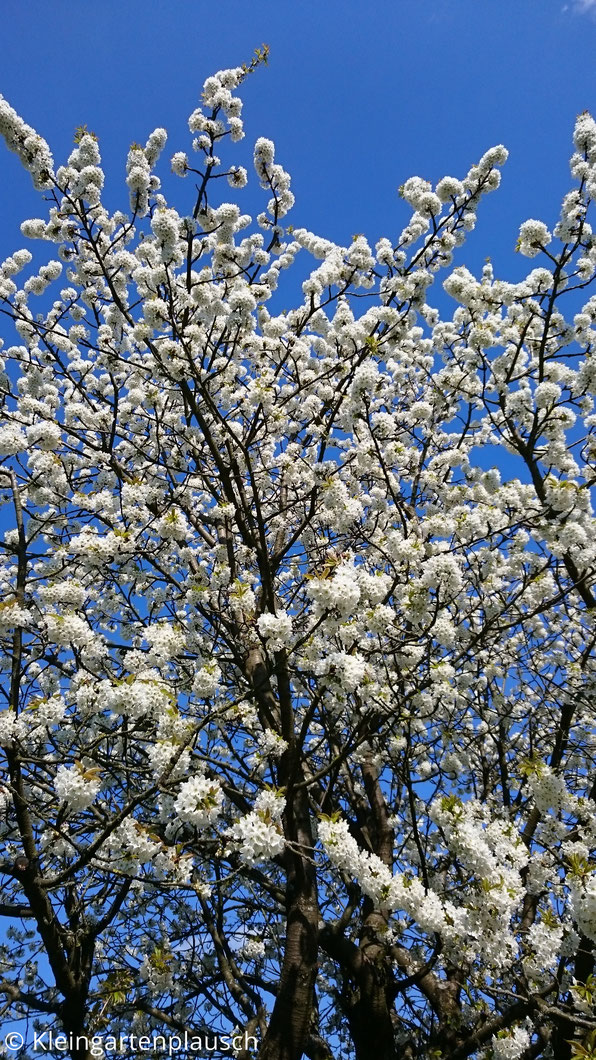 Kirschblüten und die Spitze des Baums