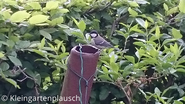 Ein ganz ähnliches Bild wie Bild 2, nur hat die Kohlmeise eine andere Körperhaltung
